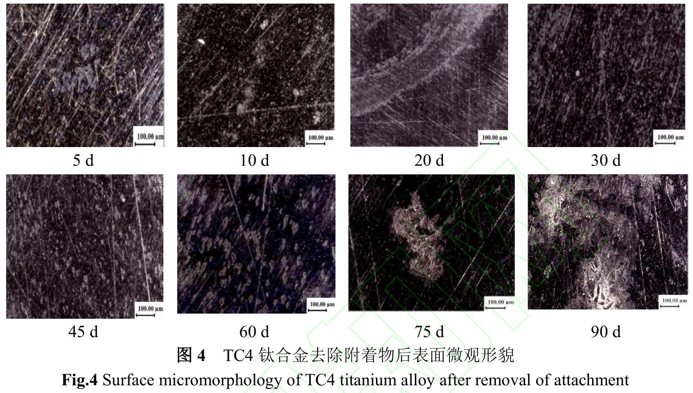 1734944885506712.jpg 4.jpg